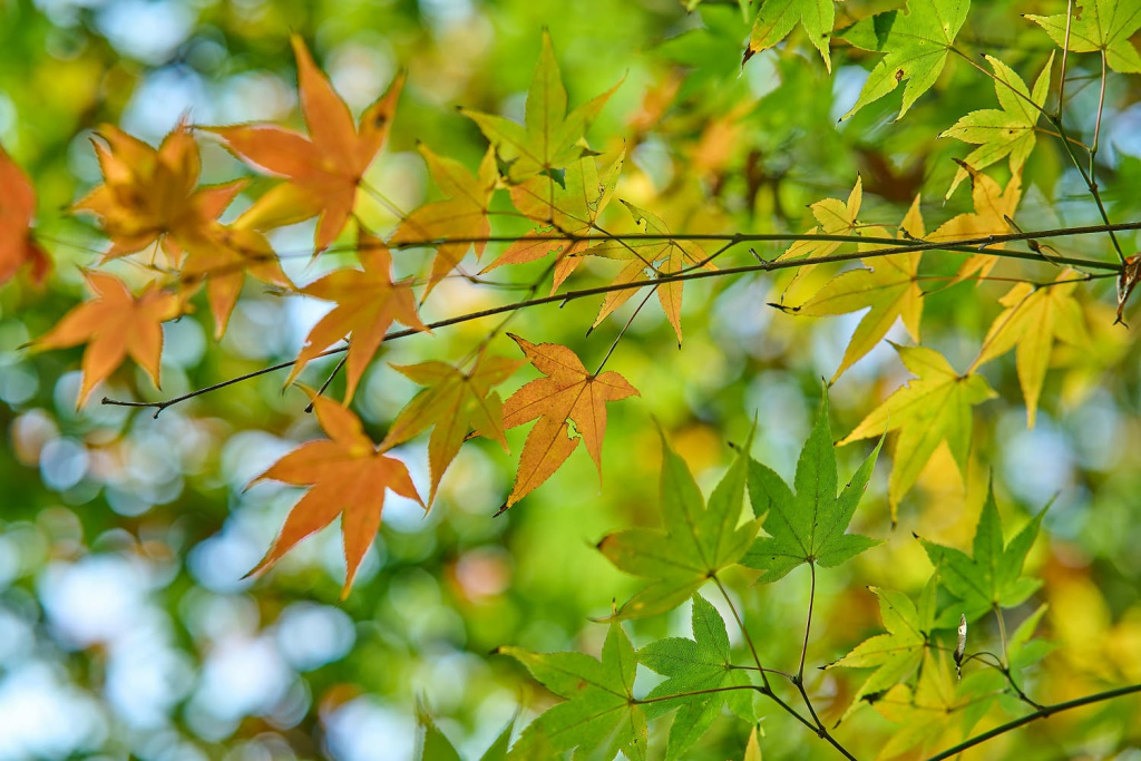 Пример лиственного дерева