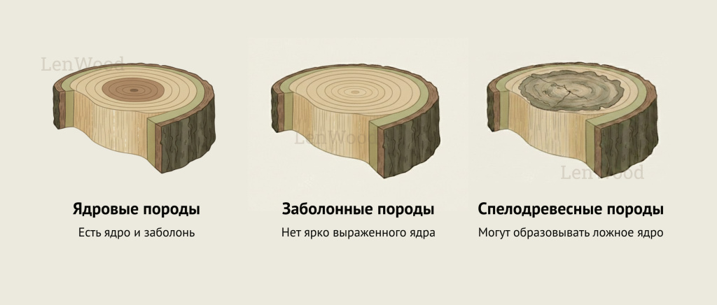 Типы древесины по строению
